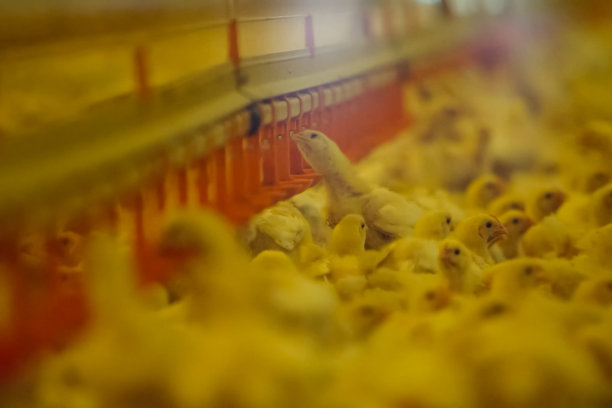 养鸡场里的白鸡。图片下载