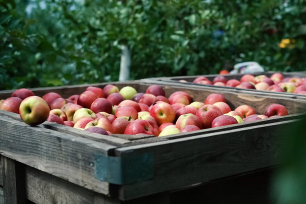 在花园里摘苹果。红苹果图片下载