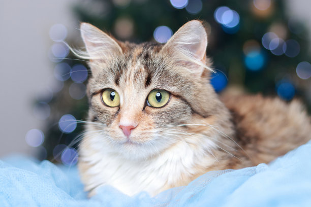 可爱的猫在新年树旁边装饰。一只猫坐在圣诞彩灯的背景上。小猫正看着摄像机。2023年圣诞快乐。宠物。闪亮的星星。图片下载