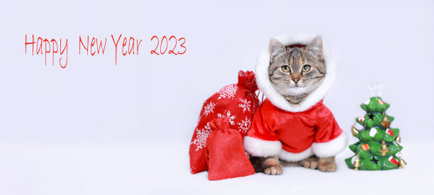 2023年新年快乐。穿着圣诞老人服装的猫。美丽的假日网络横幅与复制空间。基腾看着铭文2023。白色背景上的小猫圣诞老人。礼物图片下载