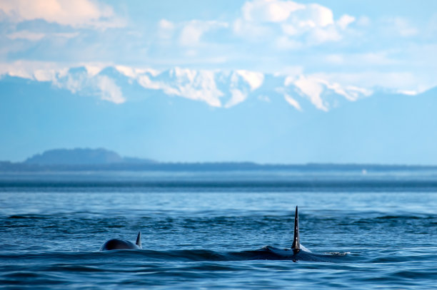 温哥华岛附近的一对虎鲸图片下载