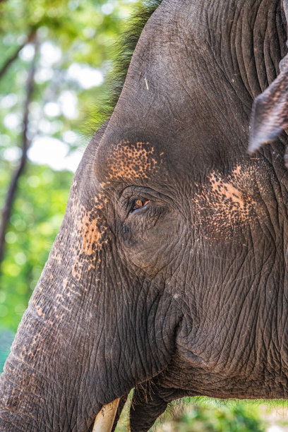 曼谷大象画像图片下载