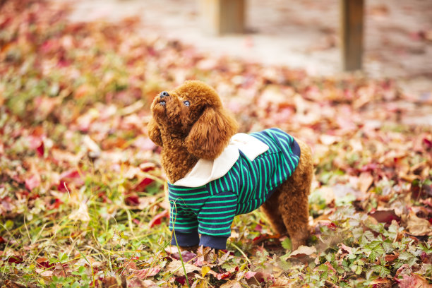 秋天的玩具贵宾犬图片下载