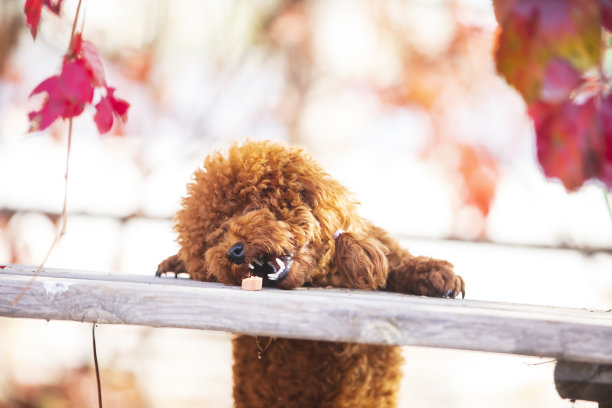秋天的玩具贵宾犬图片下载