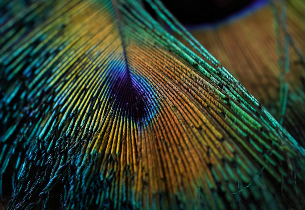 美丽的孔雀羽毛特写，印度。绿羽宏。羽毛背景壁纸。黑色的羽毛。图片下载