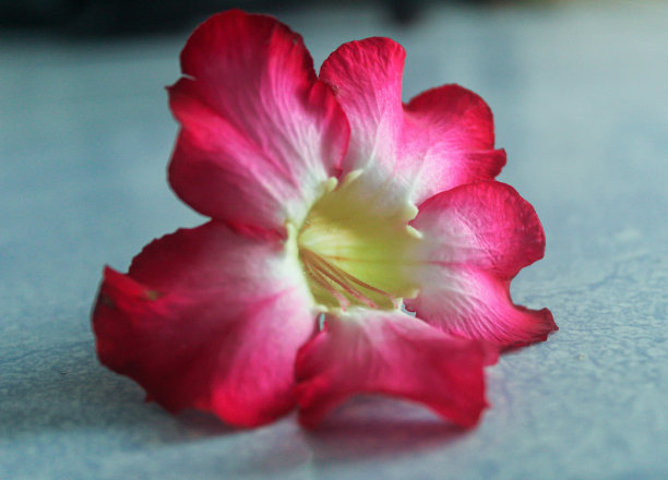 美丽的红色鸡蛋花（沙漠玫瑰）图片下载