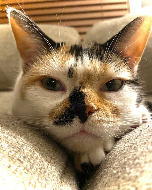 可爱的印花布猫图片下载