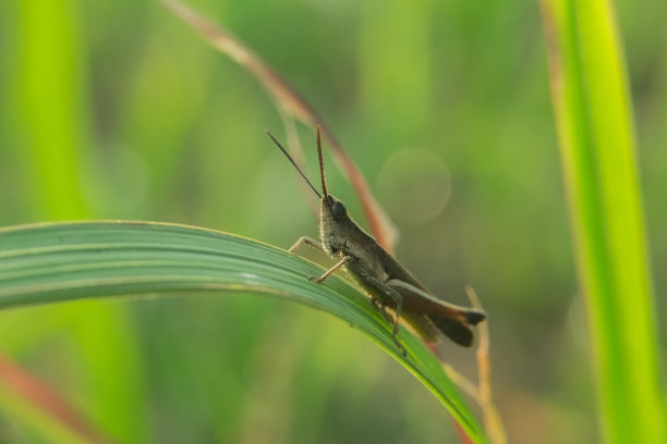 一只蚱蜢栖息在一片树叶上的微距照片图片下载