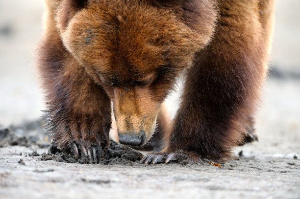 在加拿大BC省的Khutzeymateen灰熊保护区的灰熊图片下载