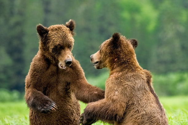 两只灰熊在加拿大BC省的Khutzeymateen灰熊保护区求偶(交配)图片下载
