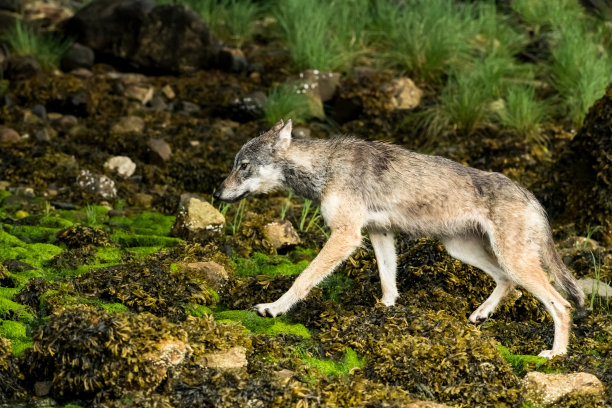 一只年轻的BC海岸狼沿着加拿大不列颠哥伦比亚的海岸线行走图片下载