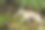 一只年轻的BC海岸狼沿着加拿大不列颠哥伦比亚的海岸线行走图片下载