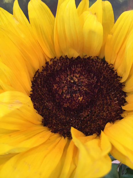 向日葵特写图片下载