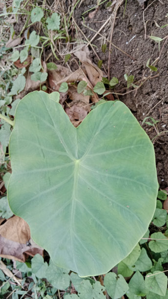 球根植物图片下载