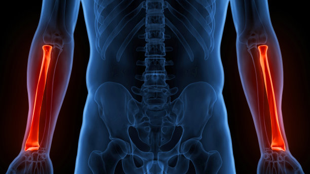 人体骨骼系统桡骨关节解剖学图片下载