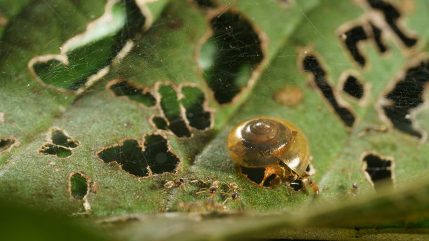 蚂蚁，蜗牛和树叶图片下载
