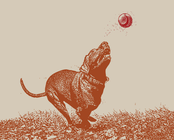 小狗追球图片下载