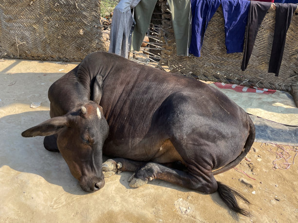 印度北方邦加济阿巴德的居民区，一头坐在路上的野生圣牛的特写图片，背景是晾晒衣服图片下载