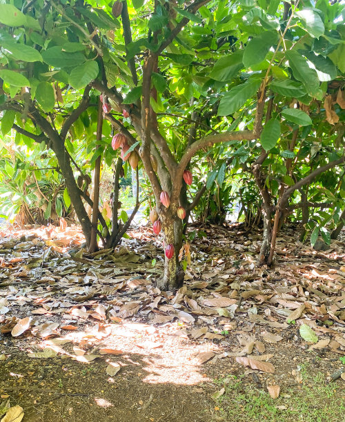 可可树图片下载