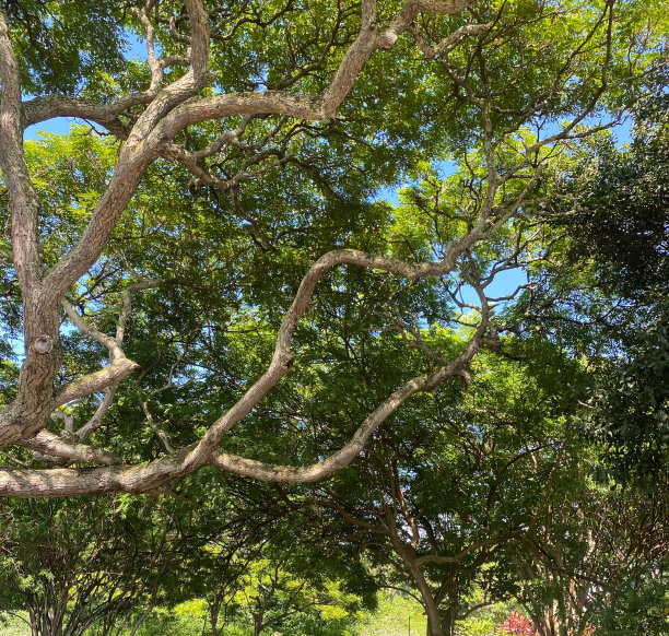 夏威夷动物群背景图片下载