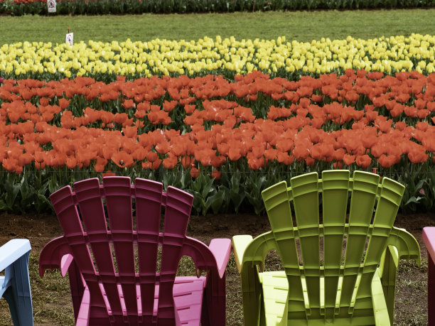 彩色塑料椅子和郁金香图片下载