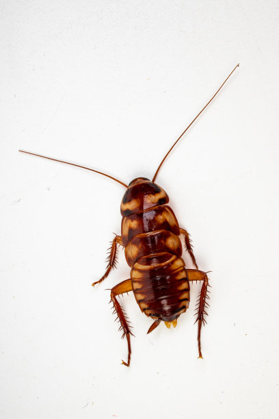 白底蟑螂图片下载