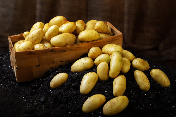 新鲜的黄色土豆在黑暗的背景在地面上。袋子和篮子图片下载