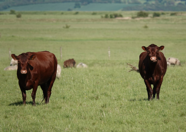 农夫田里的两头红色安格斯牛正盯着摄像机。图片下载