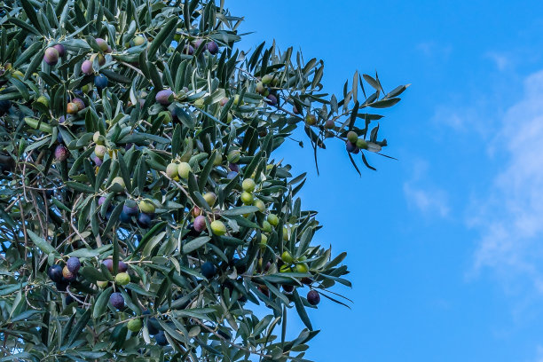 青翠的橄榄树果实，衬着蓝天白云图片下载