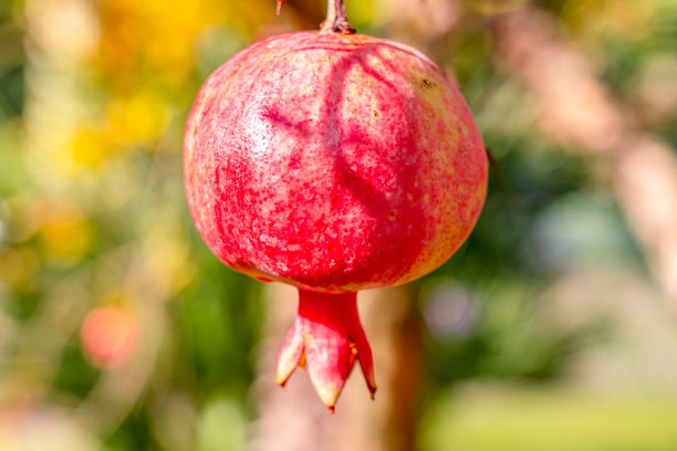 挂在树枝上的石榴果图片下载