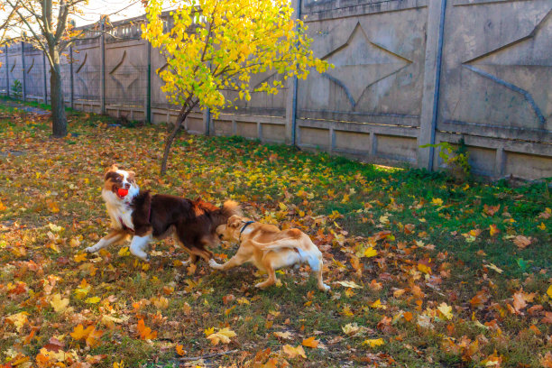 澳大利亚牧羊犬和拉布拉多寻回犬在秋季公园玩耍图片下载