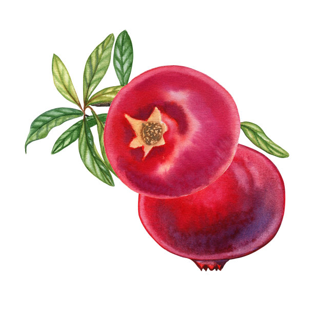 红色的石榴果实在枝头与叶子水彩画植物插图。孤立背景上的树枝的真实图像图片下载