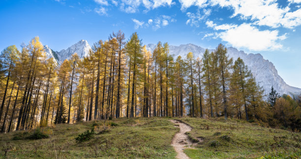 金落叶松图片下载