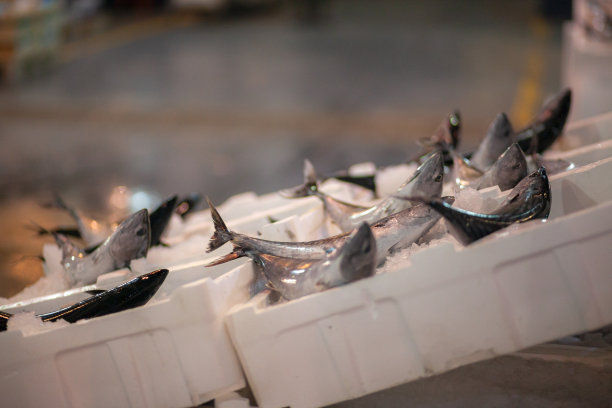 鱼商店图片下载