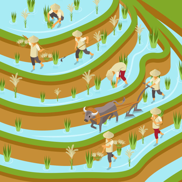 水稻种植等距组成素材图片