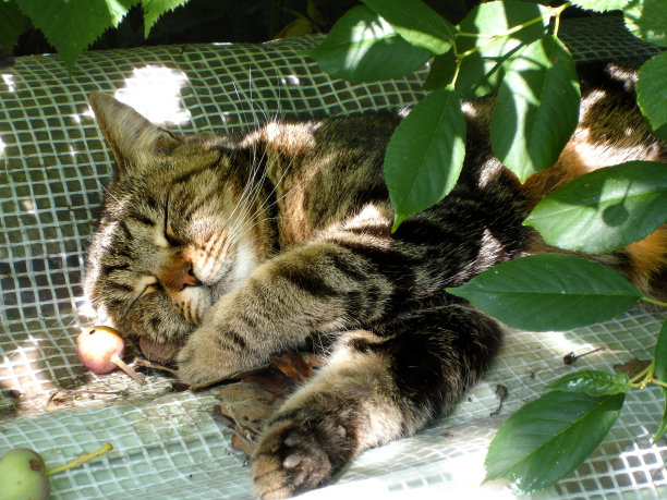 在一个阳光明媚的夏天，一只条纹猫在花园里的树下甜甜地睡觉。懒惰，放松，享受，休息。特写镜头图片下载