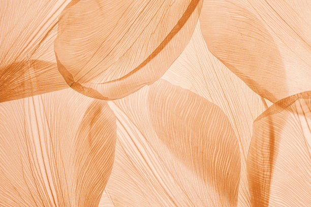 自然图案的干花瓣，透明的叶子与自然纹理作为自然背景或墙纸的屏幕。宏观纹理，花瓣骨架。单色的自然美图片下载