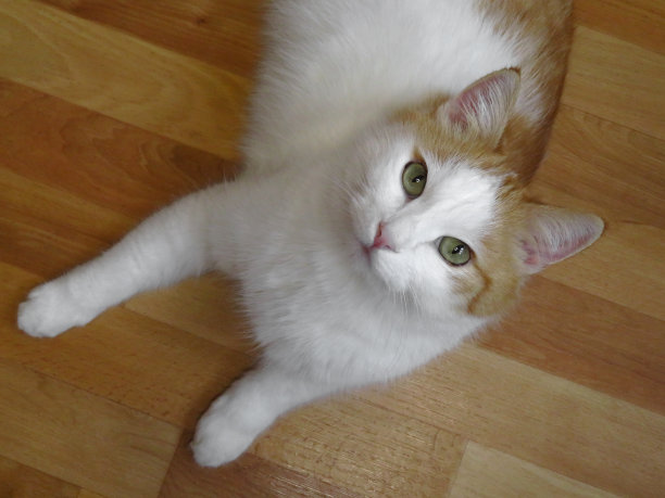 红白猫图片下载