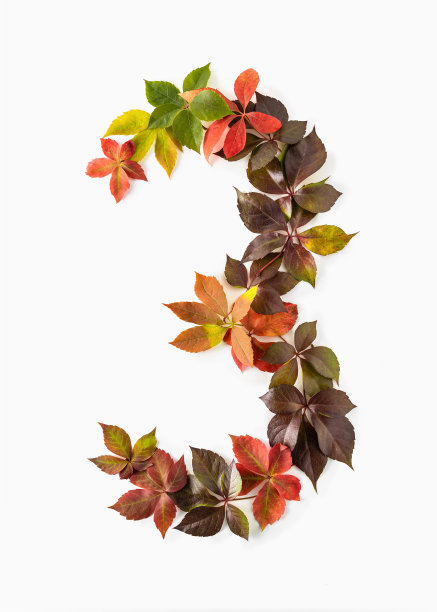 三号是用色彩斑斓的秋叶做成的，孤立地放在白色的背景上。图片下载
