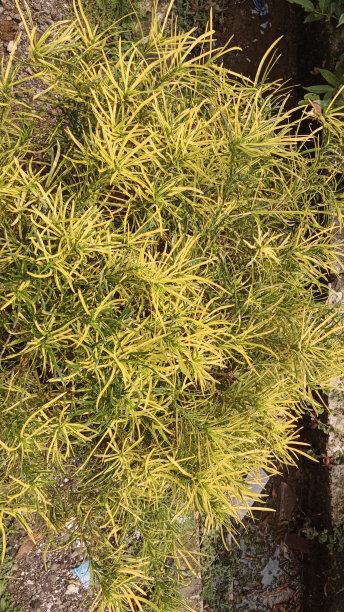 杂色苣苔图片下载