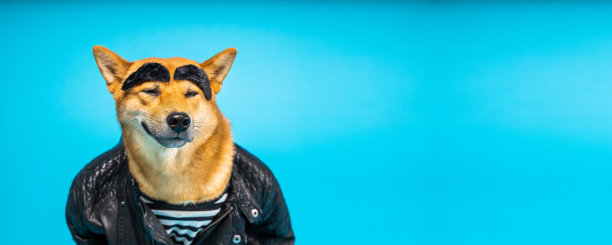 柴犬穿着皮夹克和条纹t恤，眉毛很宽图片下载