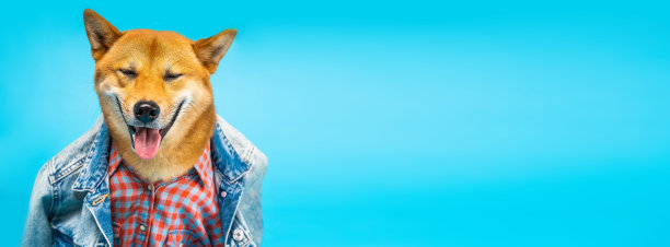 时尚风格的狗穿着衣服柴犬穿着牛仔裤夹克和粉色衬衫看着镜头微笑图片下载