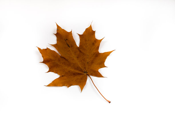 白底红枫叶特写图片下载