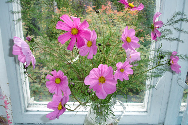 在一个阳光明媚的夏日，窗台上放着一束娇嫩的粉色美属菊，背景是窗外的绿色植物。家的舒适感，很大。欢乐的气氛图片下载