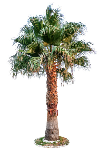 白色背景上的茂盛绿色棕榈树图片下载