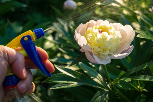 用于预防花园里牡丹花的喷洒。花圃保健图片下载