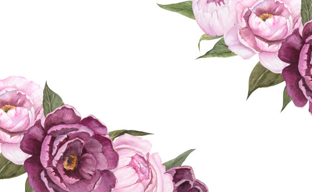 花水彩插图牡丹孤立，花束，角框图片下载