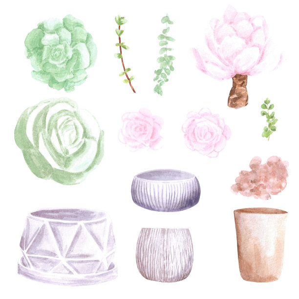 多汁植物，白色背景上的大大小小的花盆。手绘水彩套装。植物精致的插图。剪贴簿设计元素。排版海报，卡片，标签，横幅设计。图片下载
