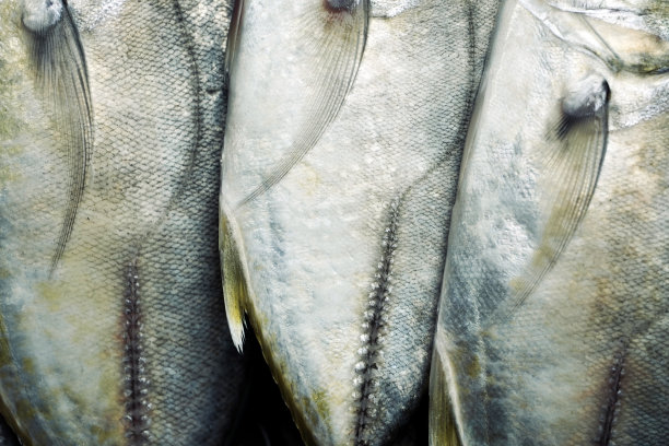 鲹鱼体质地。鱼的特写。图片下载