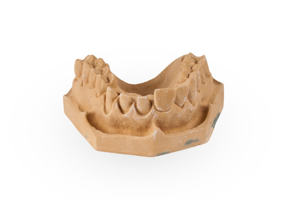 石膏人颌骨模型图片下载